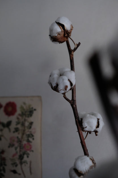 Cotton Flower